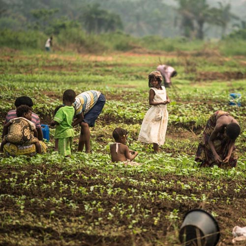 Livelihood